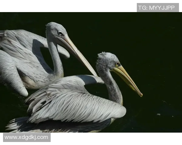 鹈鹕和灰狼开获大胜,南担仍处-落位